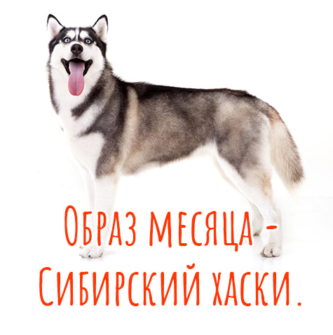 Образ месяца - Сибирский хаски