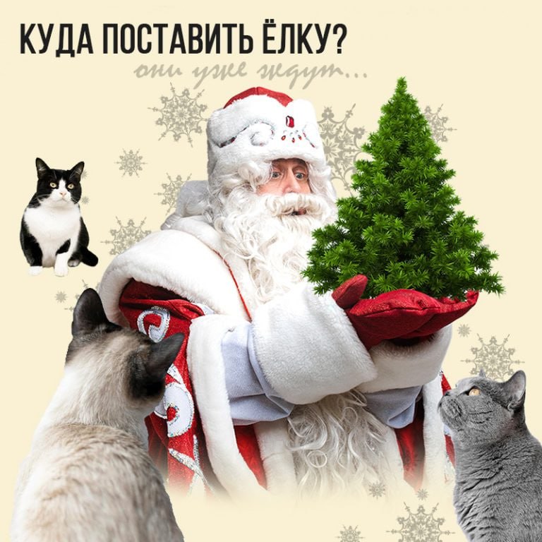 Куда поставить Ёлку?